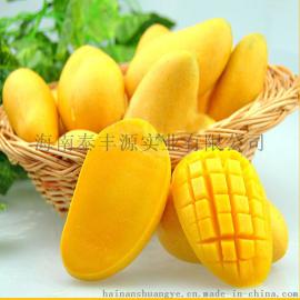 海南双椰食品 芒果汁粉 速溶芒果汁粉 原料批发 纯天然芒果粉