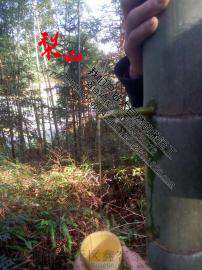 山东正宗竹筒酒厂家，竹筒酒图片，竹筒酒宣传，竹筒酒视频，竹筒酒推广