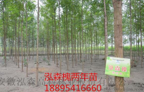 贵州林业补助有什么树种