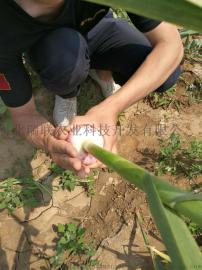 瑞峰无芯蒜种---绿色无公害、增产36%
