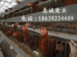 罗曼蛋鸡厂家，哪里有罗曼青年鸡，哪里有罗曼蛋鸡