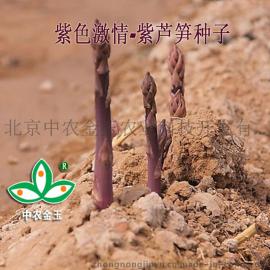 紫芦笋种子，紫色激情，进口芦笋种子，北京中农天腾长期批发芦笋种子