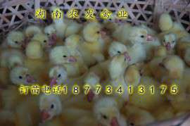 厂价直销湖南蛋鸭苗麻鸭苗
