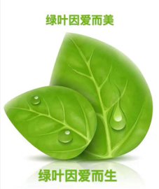 绿叶大生活真的好做吗