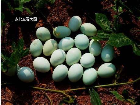 五黑一绿种蛋、华绿黑鸡种蛋 绿壳蛋鸡种蛋 乌鸡蛋