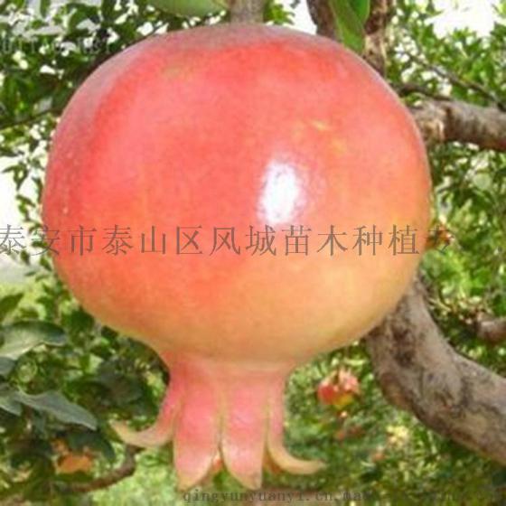 泰安石榴苗基地 批发泰山红石榴苗 品种正宗量大优惠