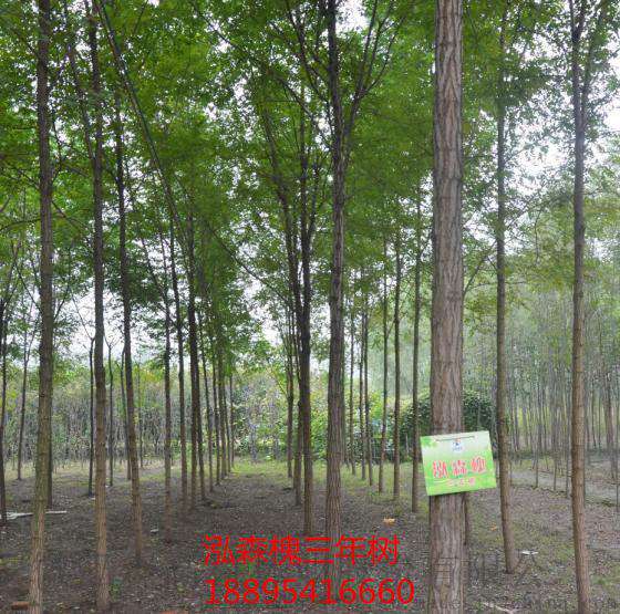 河南周口适合种什么树