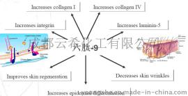 可丽肽--六肽-9 / Hexapeptide-9 / Collaxyl