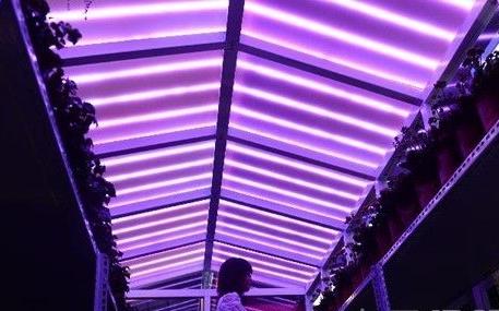 LED转光生态玻璃 