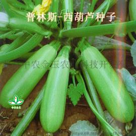 西葫芦种子，普林斯，特色蔬菜种子，进口西葫芦种子，长期批发供应进口蔬菜种子