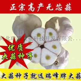 瑞峰大蒜原种限量销售15天