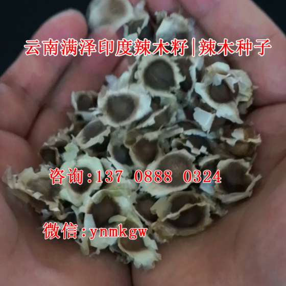 广东哪里卖辣木籽，广东湛江阳江辣木籽，辣木籽批发订购！