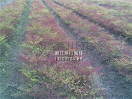 南天竹产地，四川南天竹产地，成都南天竹基地