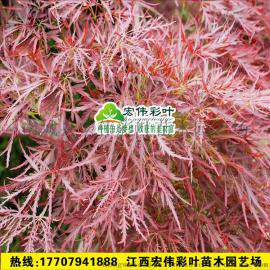 正宗石榴红羽毛枫 进口日本红枫新品种羽毛枫 嫁接羽毛枫 包成活