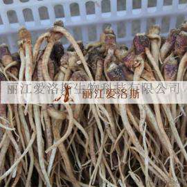 玛咖参