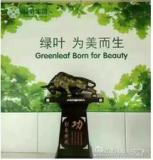 绿叶大生活怎么加盟