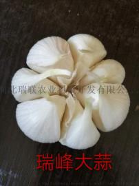 瑞峰无芯蒜种---抗病害抗寒增产