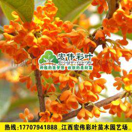 丹桂树苗/桂花树苗/丹桂小苗/状元红桂花/状元红丹桂/包成活