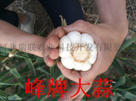 河北峰牌大蒜绿色无公害、无芯