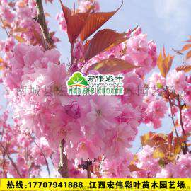 关山樱 日本晚樱 樱花品种 重瓣樱花 盆栽樱花 樱花小苗 红叶樱花