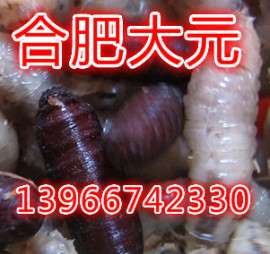苍蝇种 蝇蛆种 家蝇种 红头苍蝇种 购买方式