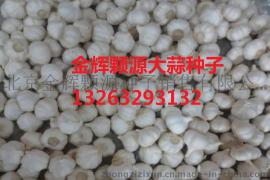 山东寿光大蒜种子多少一斤
