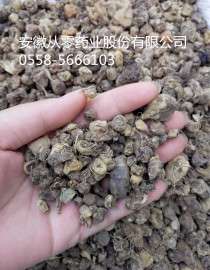 山茨菇 产地云南 价格低廉