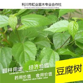 神仙豆腐树苗/回忆小时候吃过的神豆腐