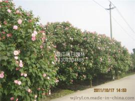 木芙蓉基地，四川木芙蓉基地，成都木芙蓉
