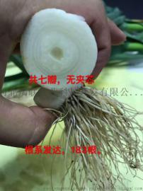 河北瑞峰牌大蒜无芯蒜、大小均匀
