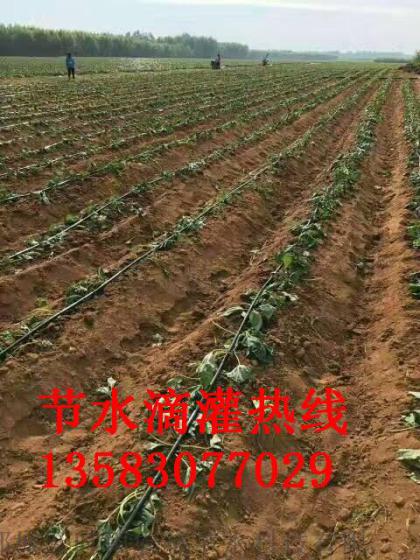 亿碧源专供安徽马铃薯滴灌贴片滴灌带输水带