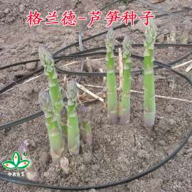 格兰德芦笋种子，进口芦笋种子，芦笋种子价格