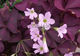 红花醡浆草商，四川红花醡浆草商，成都红花醡浆草基地