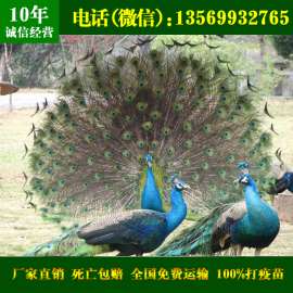 孔雀苗_江苏孔雀价格批发_江苏孔雀养殖场