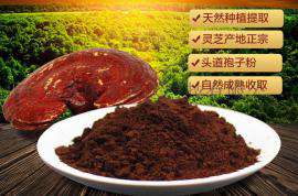 灵芝怎么切片 冠县灵芝厂家直销西藏野生灵芝