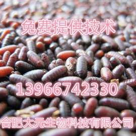 苍蝇种出售,无菌蝇蛆养鱼养虾养蛙高产试验，活体蝇蛆种